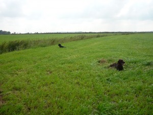 Ablegen der Hunde im Feld