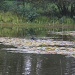 Verlorensuche im Wasser